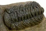 Scabriscutellum Trilobite With Morocops - Multi-Toned Shell #301767-3